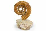 Early Devonian Ammonoid (Anetoceras) - Tazarine, Morocco #300388-3